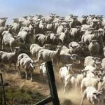 Ein Rätsel für Menschen mit gutem Sehvermögen: Sie müssen den Hund in 3 Sekunden finden. Ein Rätsel für Menschen mit gutem Sehvermögen: Sie müssen den