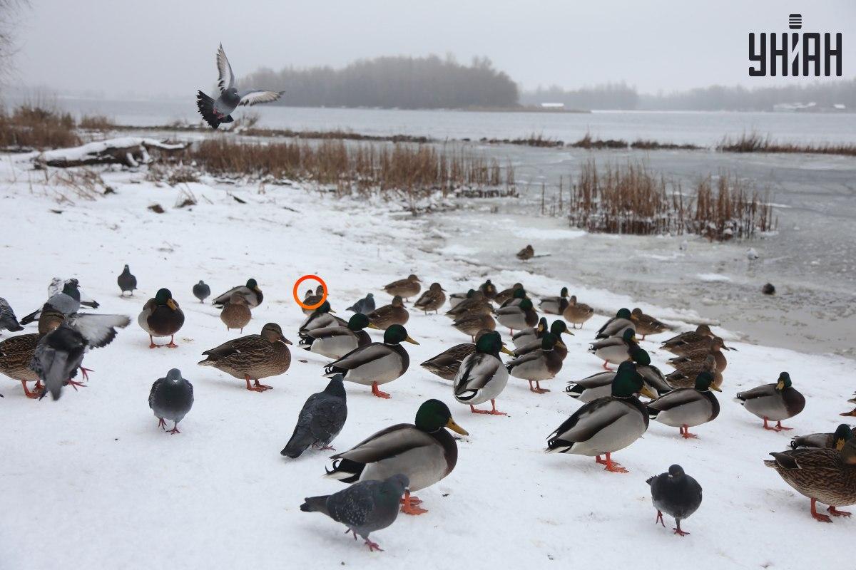 Ein Spatz versteckte sich in der Nähe des Zentrums für optische Täuschungen / Collage mit Moje Foto