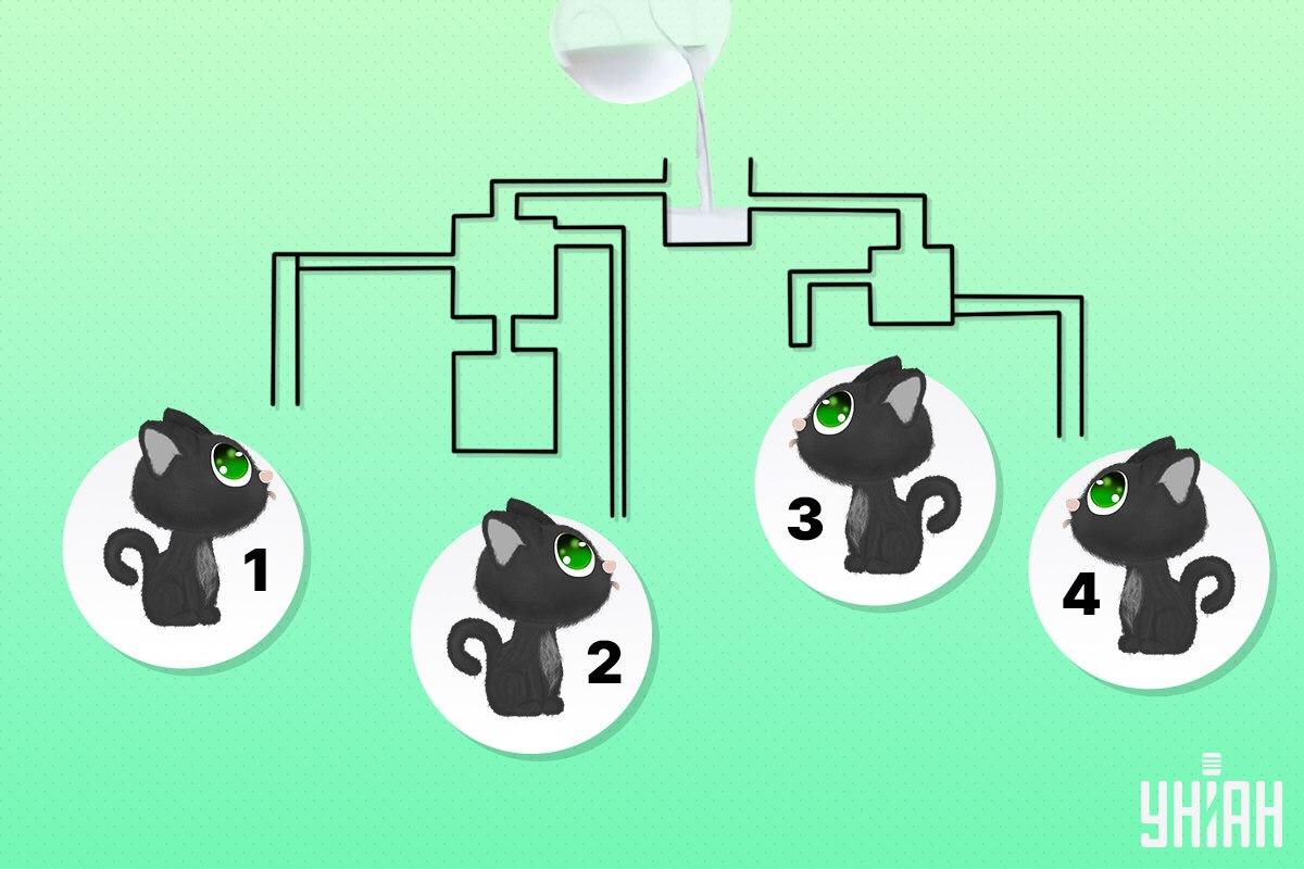 Finde die Katze, die als erste Milch trinken kann / Moje collage