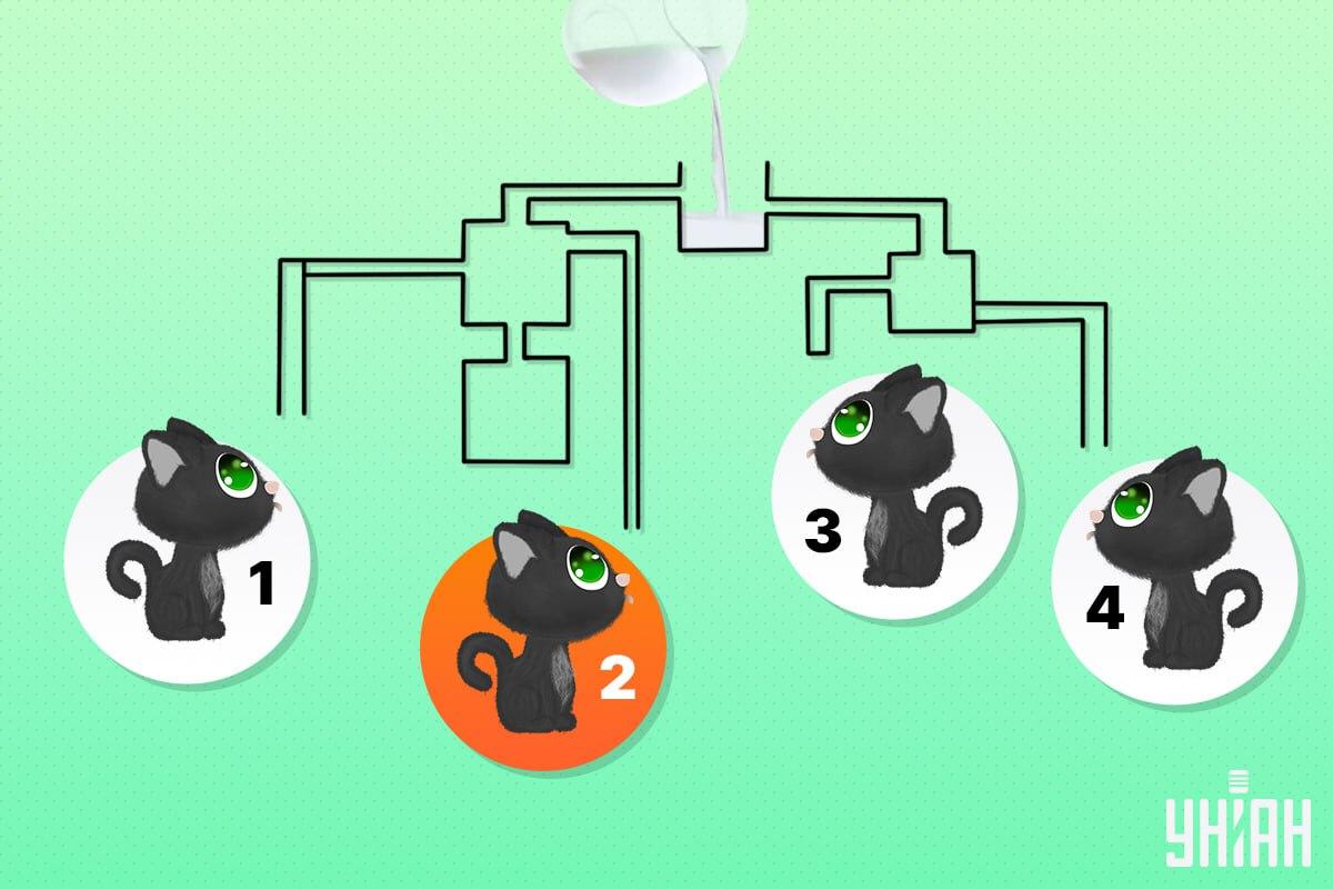 Die Glückskatze war die Nummer 2 / Moje collage