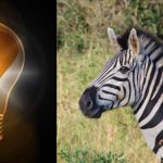 Einfacher IQ-Test: Finde das seltsame Zebra in 10 Sekunden