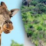 Finde alle Tiere auf dem Bild in 10 Sekunden: ein