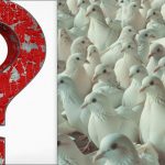 Jeder sieht Tauben, aber du musst eine stolze Möwe in