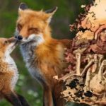 Nur 15 Sekunden, um einen Fuchs zu finden: ein kniffliges