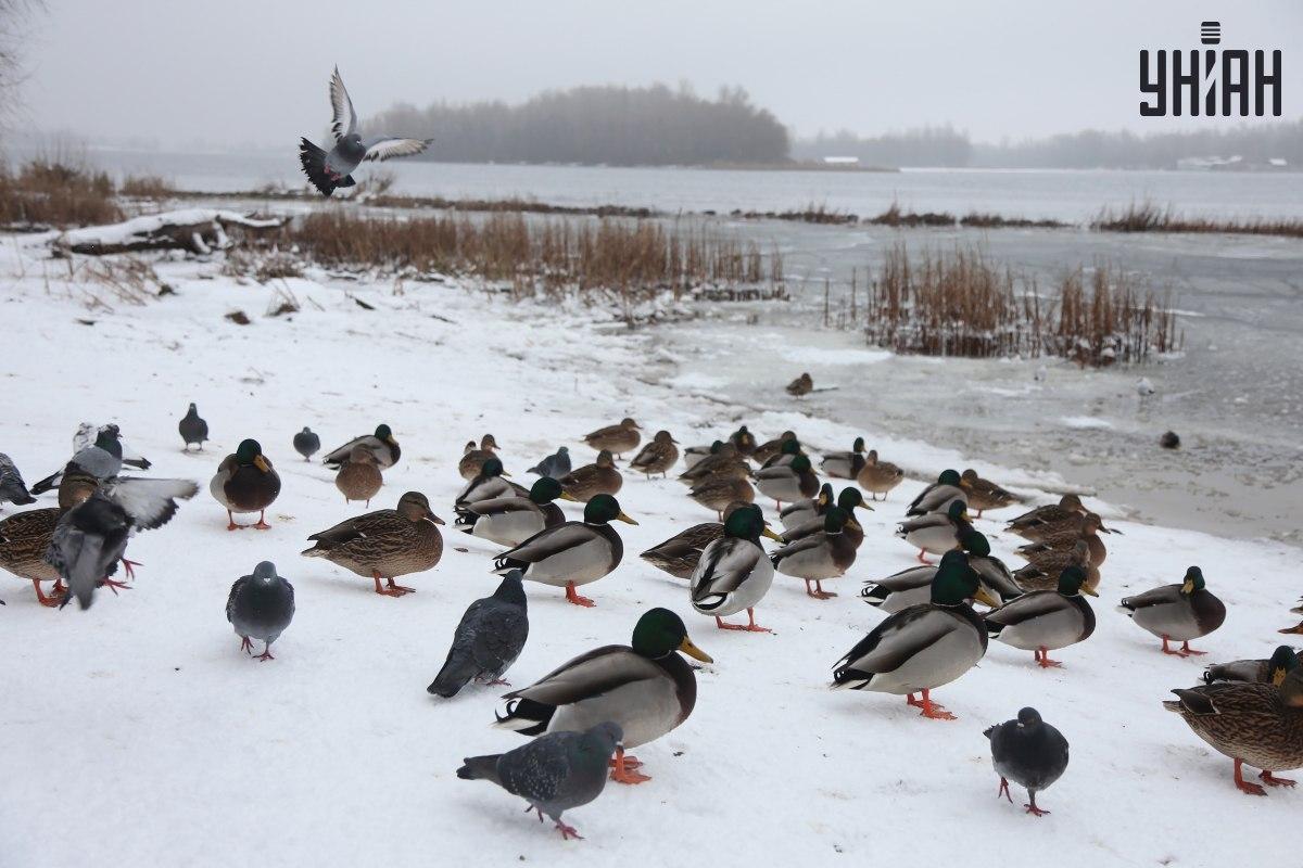 Finde einen Spatz in Sekunden / Collage mit Moje Foto