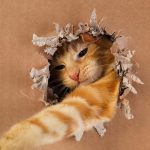 Wie viel Genie Ihre Katze ist: ein einfacher IQ-Test mit